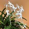 Neofinetia falcata Setsuzan 雪山